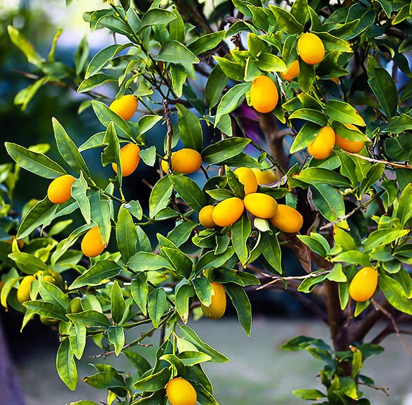 Nagami Kumquat 1 Nagami Kumquat