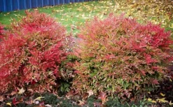 Compact Nandina