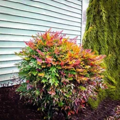 Compact Nandina 5 Compact Nandina -The Tree Center nandina compact 3 jpg webp
