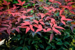 Flirt Nandina -The Tree Center nandina flirt 1 600x400 1