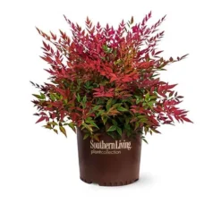 Obsession Nandina -The Tree Center nandina obsession 2 jpg webp