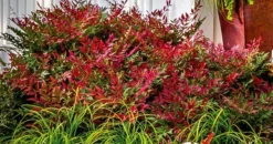 Obsession Nandina -The Tree Center nandina obsession 3 jpg webp