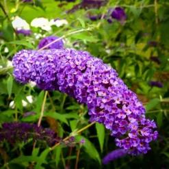 Nanho Blue Butterfly Bush -The Tree Center nanho blue butterfly bush 1 jpg webp