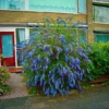 Nanho Blue Butterfly Bush