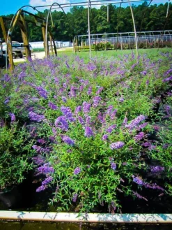 Nanho Blue Butterfly Bush -The Tree Center nanho blue butterfly bush 4 jpg webp