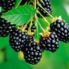 Navaho Thornless Blackberry Bush