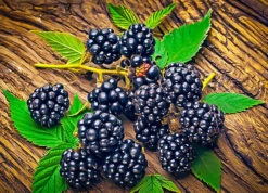 Navaho Thornless Blackberry Bush -The Tree Center navaho blackberry 3 600x432 1