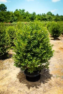 Needlepoint Holly -The Tree Center needlepoint holly 3 jpg webp