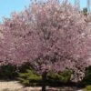 Newport Flowering Plum