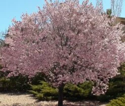 Newport Flowering Plum