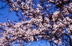 Newport Flowering Plum -The Tree Center newport flowering plum 2 600x387 1