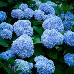 Nikko Blue Hydrangea -The Tree Center nikko blue hydrangea 3 jpg webp