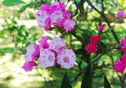 Nipmuck Mountain Laurel