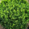 North Star® Boxwood