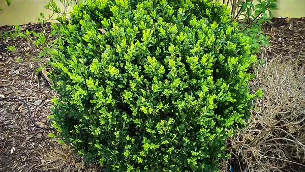 North Star® Boxwood 1 North Star® Boxwood