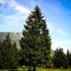 Norway Spruce