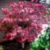 Omato Japanese Maple