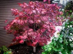Omato Japanese Maple