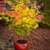 Orange Dream Japanese Maple