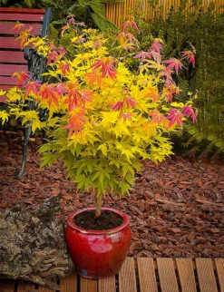 Orange Dream Japanese Maple
