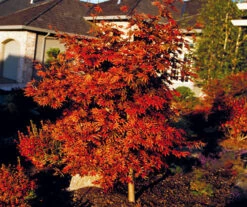 Oshio Beni Japanese Maple 5 Oshio Beni Japanese Maple -The Tree Center oshio beni jap map 2 1 600x502 1