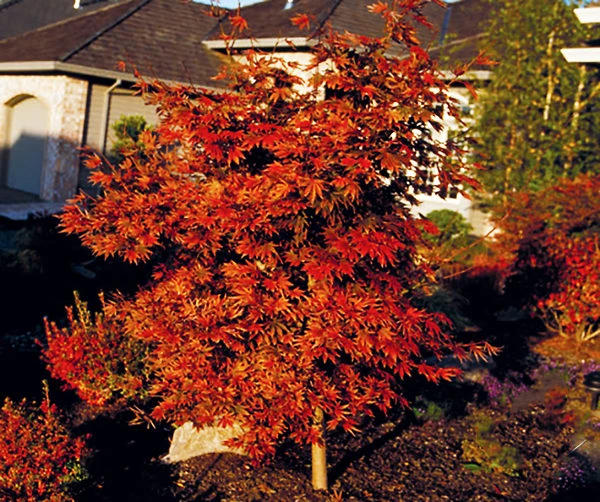 Oshio Beni Japanese Maple 3 Oshio Beni Japanese Maple - Image 3