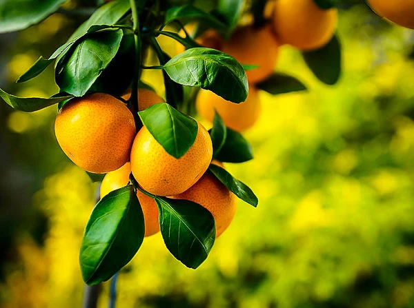 Owari Satsuma Mandarin 1 Owari Satsuma Mandarin