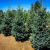 Paul's Select Norway Spruce