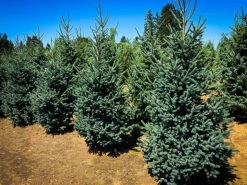 Paul's Select Norway Spruce