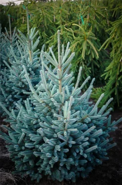 Paul's Select Norway Spruce -The Tree Center pauls select norway spruce 2 jpg webp