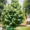 Pawpaw Tree
