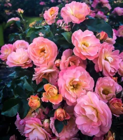 Peach Drift® Rose -The Tree Center peach drift rose 2 jpg webp