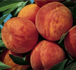 Glohaven Peach Tree -The Tree Center peach glohaven 2 600x554 1