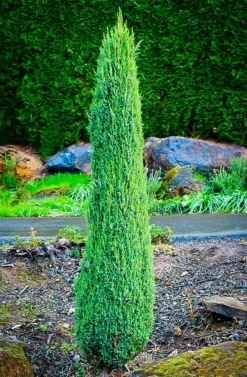 Pencil Point Juniper -The Tree Center pencil point juniper 3 jpg webp