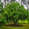 Persian Lime Tree