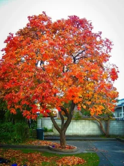 American Persimmon Tree -The Tree Center persimmon tree 1 jpg webp