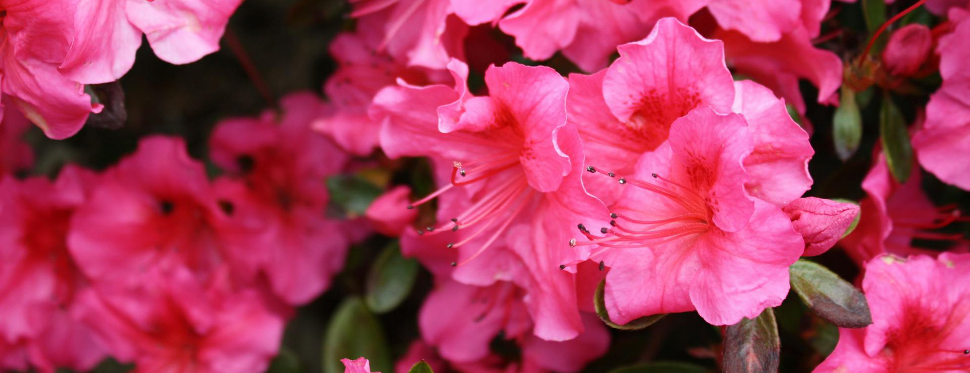 The Tree Center -The Tree Center pexels pixabay 62662