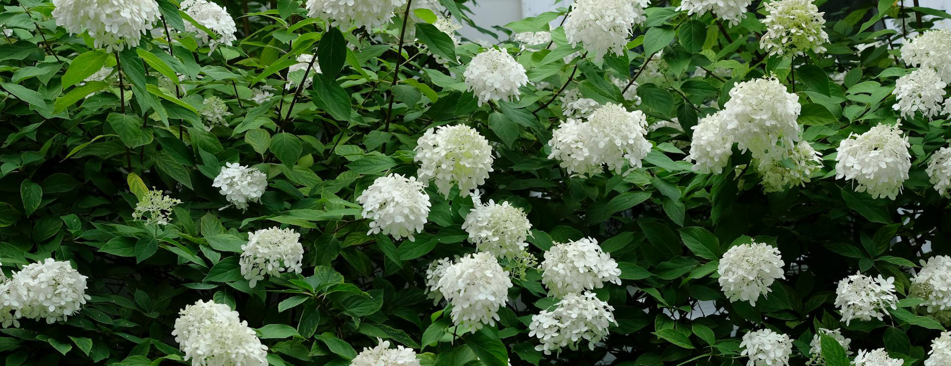 The Tree Center -The Tree Center pexels skip linkler 1170151 34570025