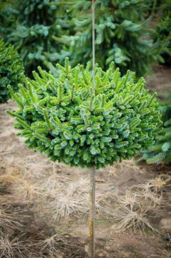 Pimoko Spruce Tree Form -The Tree Center pimoko spruce tree 3 600x904 1