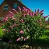 Buddleia Pink Delight Butterfly Bush