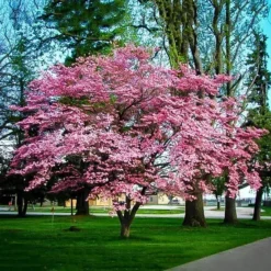 Flowering Pink Dogwood