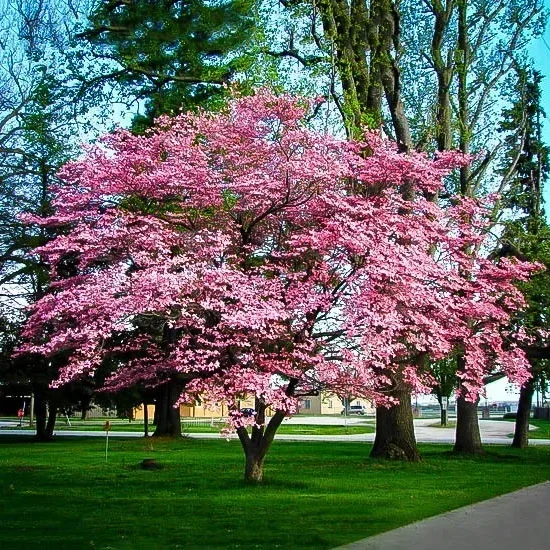 Flowering Pink Dogwood 1 Flowering Pink Dogwood