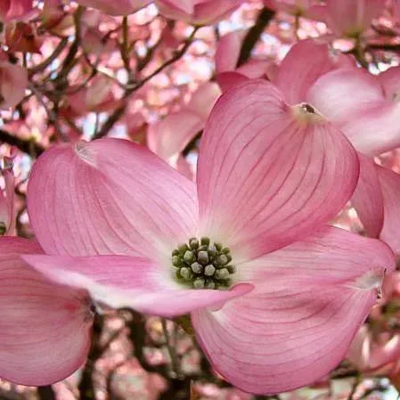 Flowering Pink Dogwood 2 Flowering Pink Dogwood - Image 2