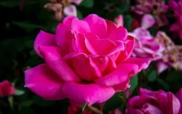 Pink Double Knock Out® Rose - Tree Form 2 Pink Double Knock Out® Rose - Tree Form - Image 2