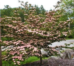 Pink Kousa Dogwood Tree -The Tree Center pink kousa dogwood 3 600x538 1