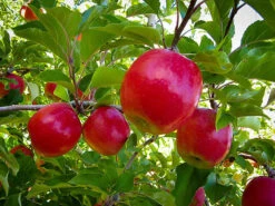 Pink Lady Apple Tree -The Tree Center pink lady apple 1 600x450 1