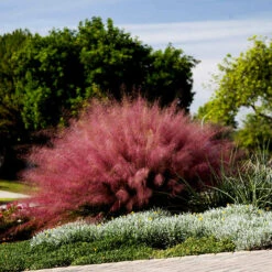 Pink Muhly Grass 5 Pink Muhly Grass -The Tree Center pink muhly grass 1 600x600 1