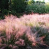Pink Muhly Grass