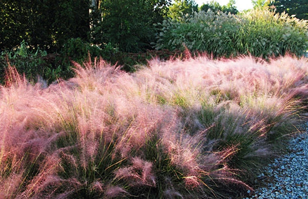 Pink Muhly Grass 1 Pink Muhly Grass