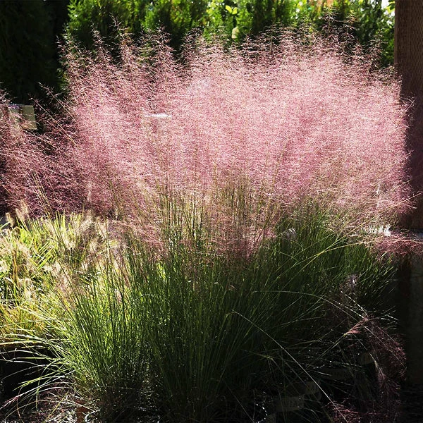 Pink Muhly Grass 2 Pink Muhly Grass - Image 2